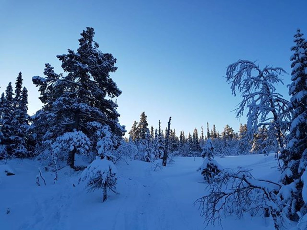 Bilde fra en av Skogspiratenes mange turer.