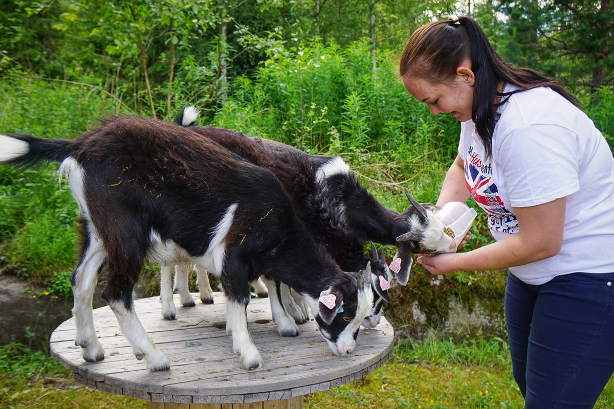 Geitene Vaffel, Annie og Tullebukken lever et godt liv hos Jeanette.