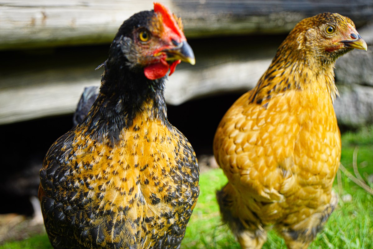 17 frittgående høner plukker og klukker på gårdstunet.