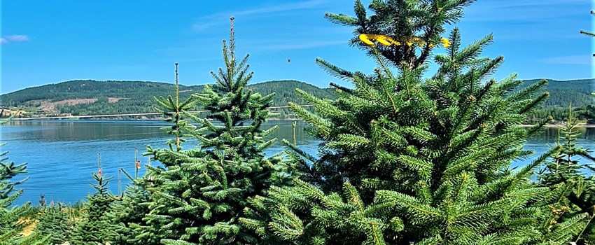 Salg av juletrær fra Krødsherad